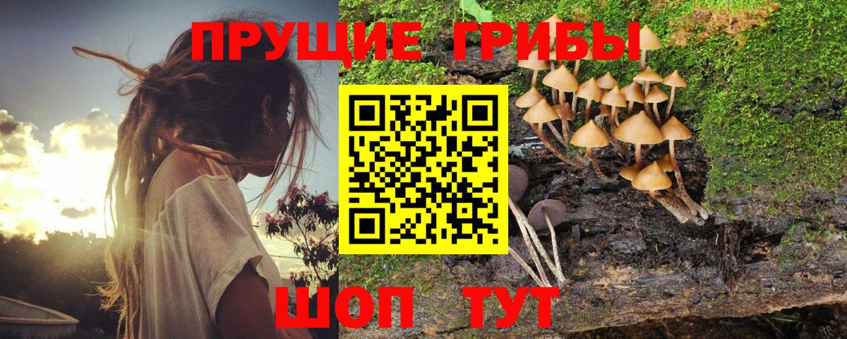 Галлюциногенные грибы Cubensis Сосновоборск